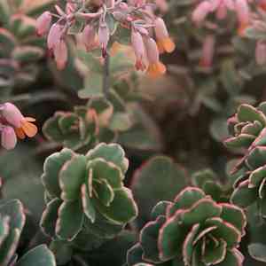 Kalanchoe_fedtschenko_Variegata.jpg