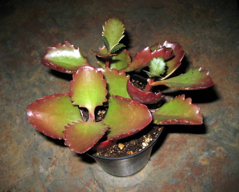 Kalanchoe_longiflora_cv._coccinea-830x665.jpg