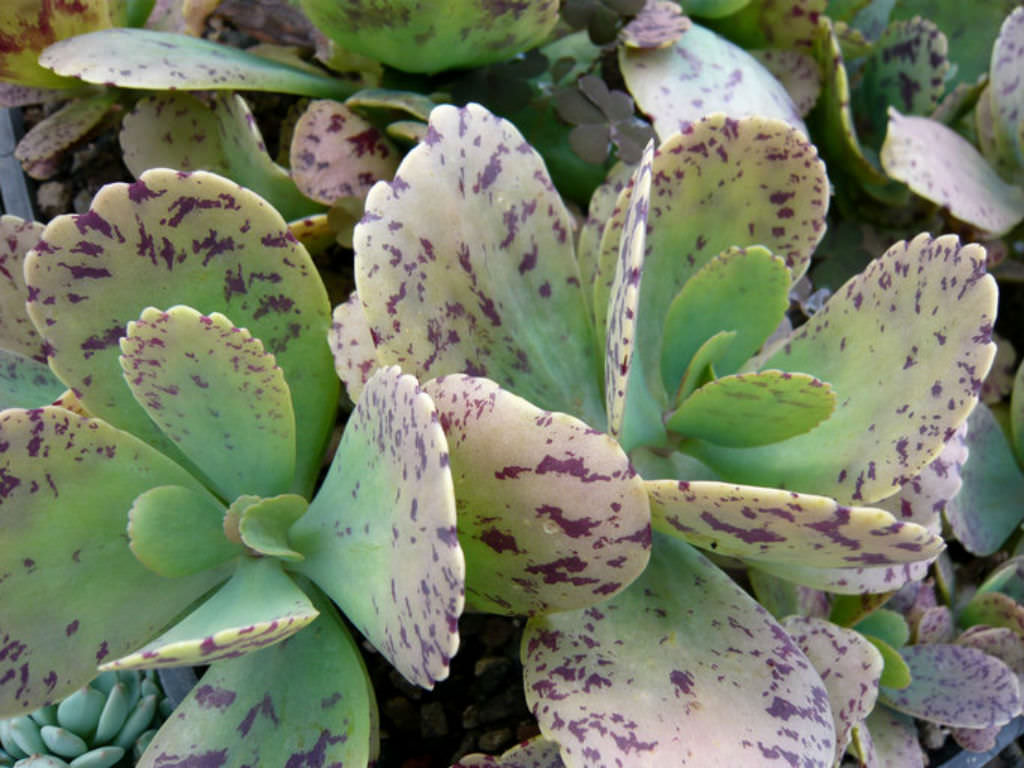 Kalanchoe-marmorata-Penwiper-Plant1.jpg