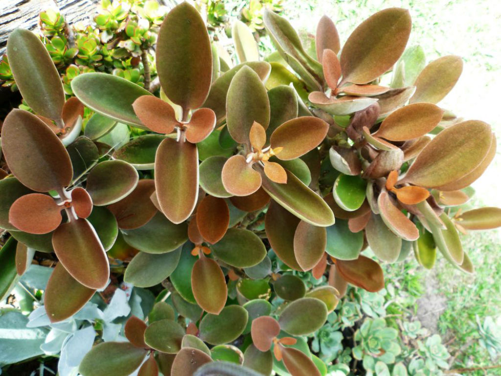 Kalanchoe-orgyalis-Copper-Spoons1.jpg