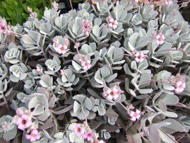 Kalanchoe-pumila.jpg