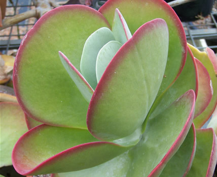 large-kalanchoe-thyrsifolia.jpg