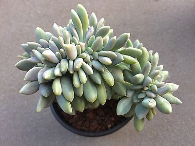 Sedeveria-Starburst-crest-succulent-plant-in-10cm-pot-_1.jpg