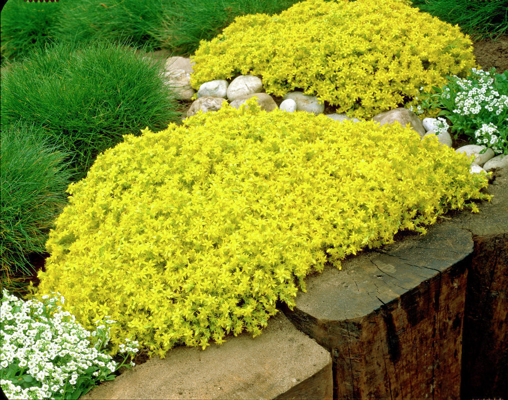 Sedum-acre-Aureum_34289_1280_1280.jpg