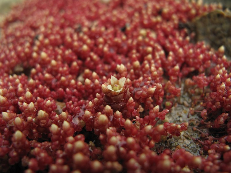 Sedum andegavense (DC.) Desv., 1818_-_Orpin d'Angers, Vermiculaire d'Angers_(01).jpg