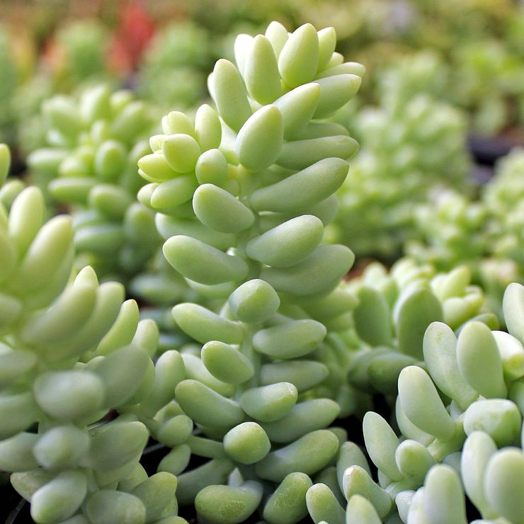 sedum_burrito__19311.1410456321.740.740.jpg