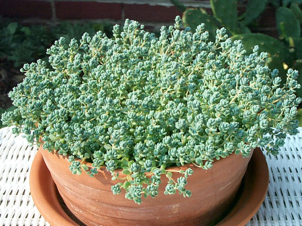 Sedum-dasyphyllum-Corsican-Stonecrop1.jpg