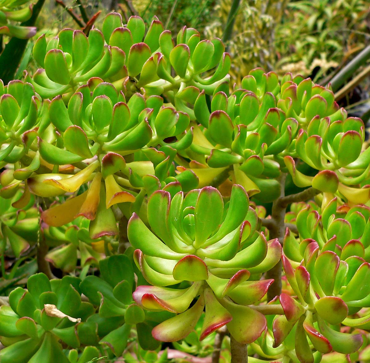 sedum_dendroideum_2.jpg