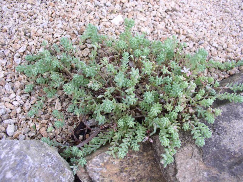 crassulaceae-sedum-diffusum-potosinum-1.jpg