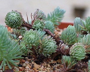 5051-sedum-forsterianum-rozchodnik-2.jpg