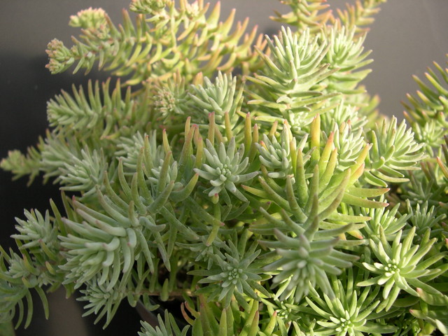 Sedum griseum _2_.jpg