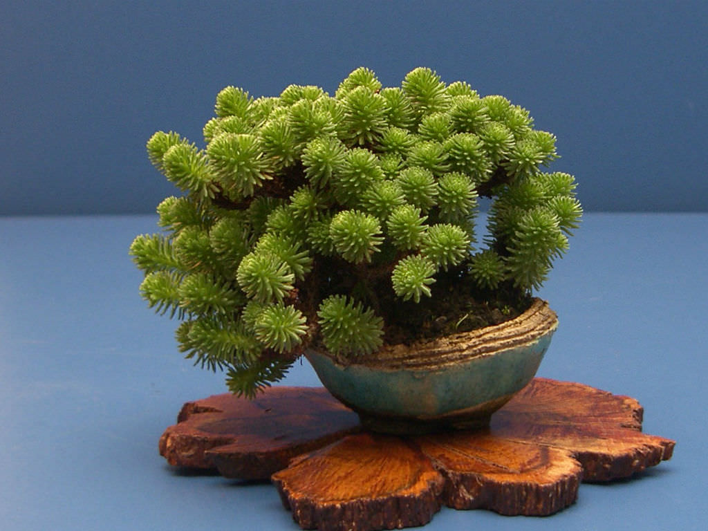 Sedum-multiceps-Miniature-Joshua-Tree1.jpg