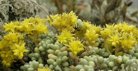 sedum_nudum4.jpg