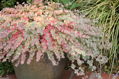 sedum-sieboldi-crooksgarden-ras-07-2010-01-gpp.jpg