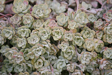 Sedum_spathulifoliumCapeBlanco080806_5.jpg