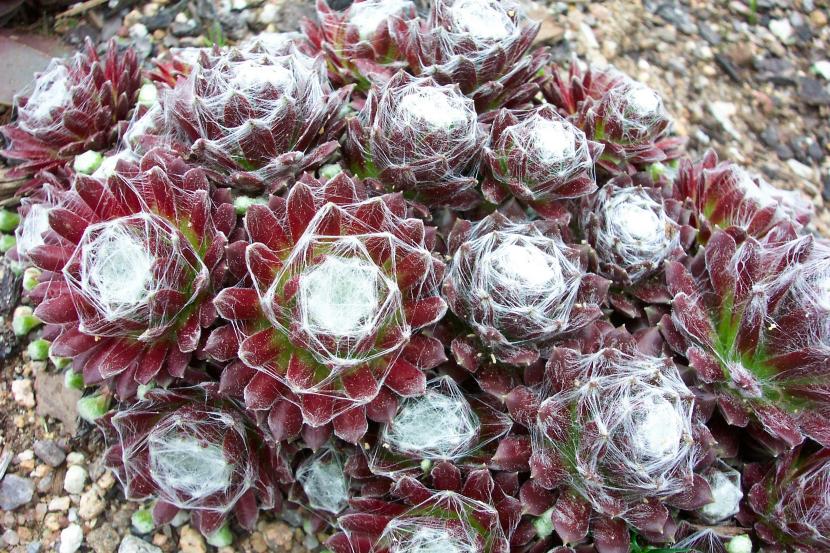 Sempervivum_arachnoideum_Standsfieldii.jpg