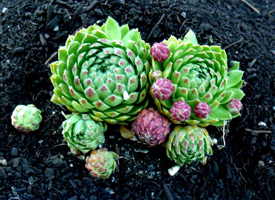 Sempervivum-dolomiticum_1.jpg