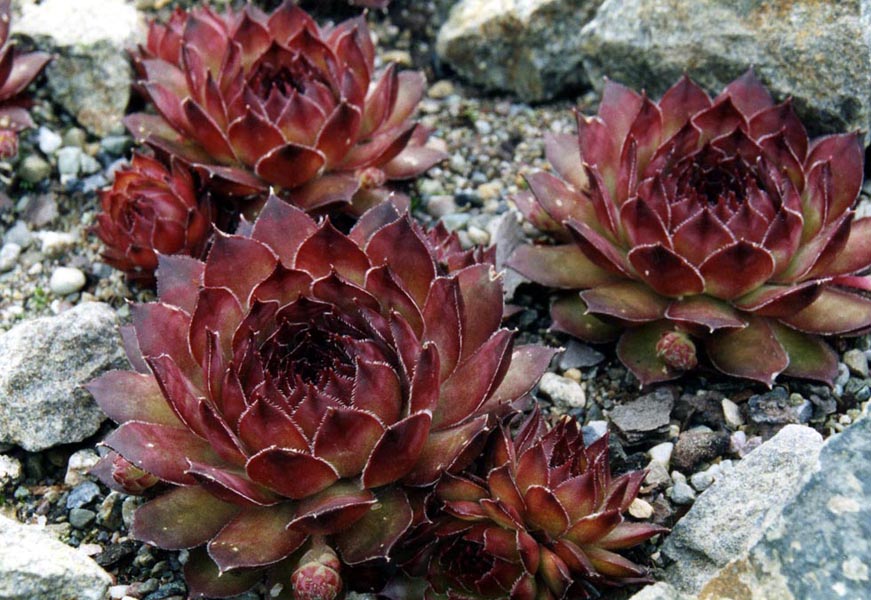 Sempervivum_marmoreum_'ornatum'_3.jpg