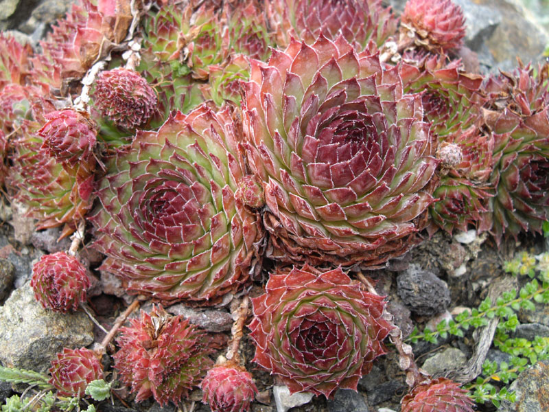 Sempervivum_marmoreum_'ornatum'_2.jpg