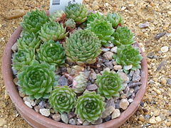 Sempervivum_nevadense_(Crassulaceae)_plant.jpg