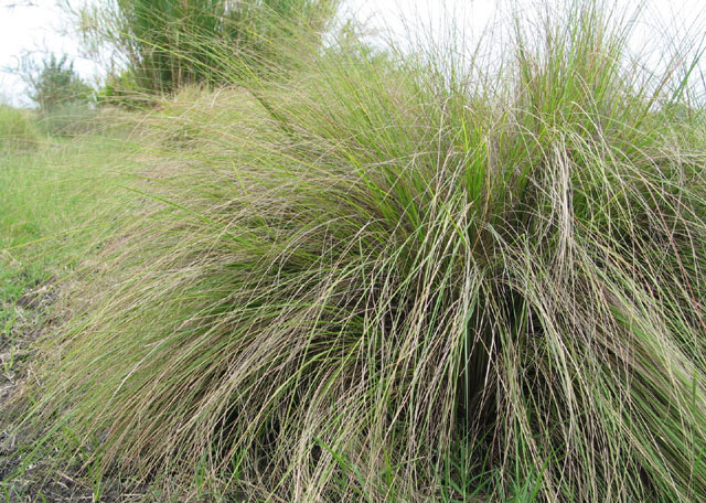 Eragrostis_curvula_03.jpg