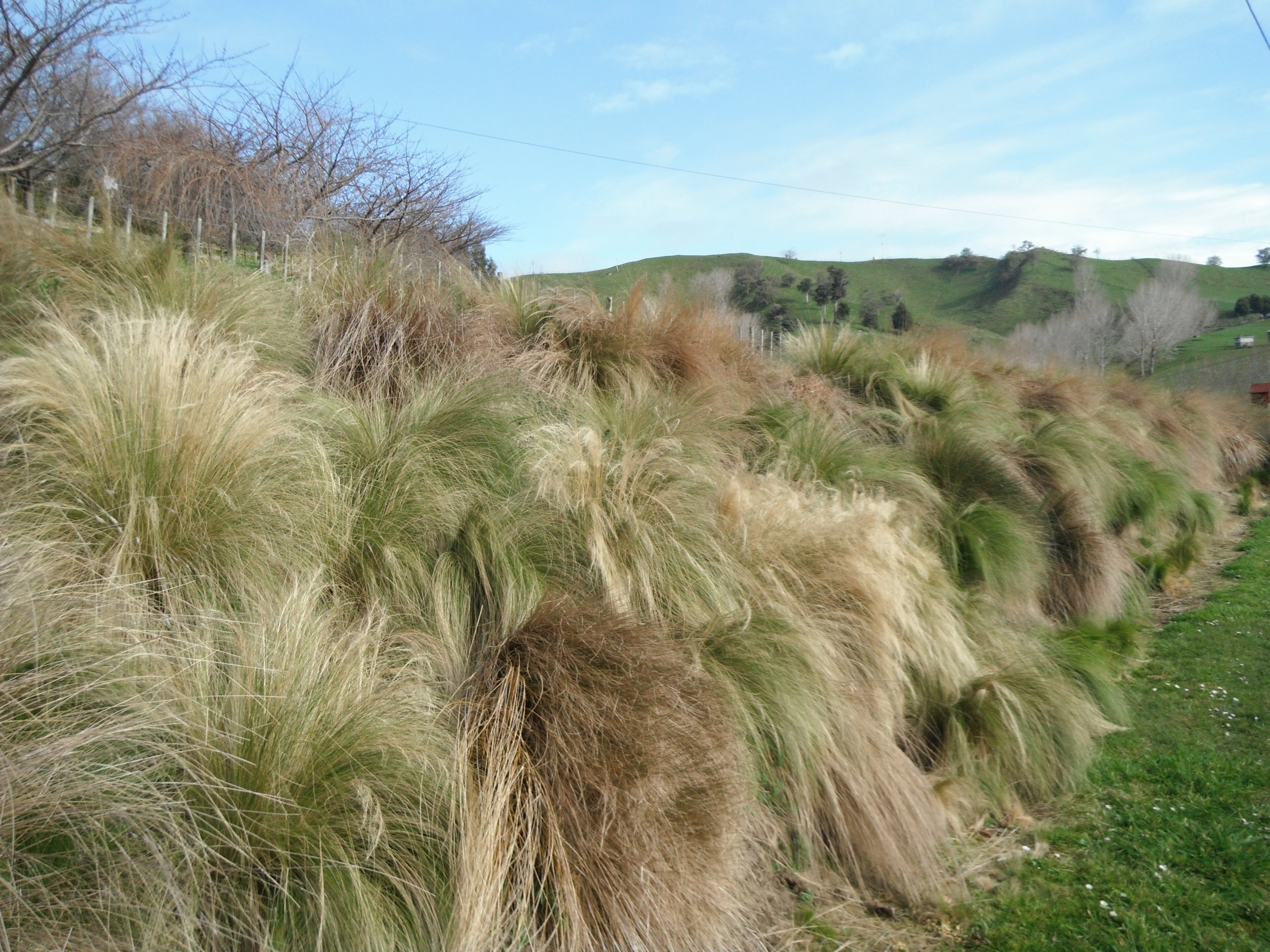 Nassella_tenuissima-Invading_hillside-NewZealandGovt.jpg