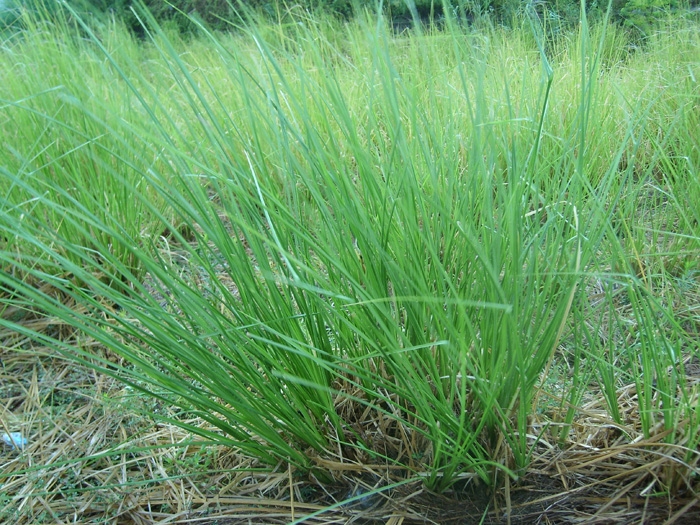 Vetiver (Vetiveria Zizanioides) Overview, Health Benefits, Side effects (1).jpg