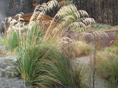 Cortaderia_richardii_00_3587793306994053993_53b49425-3a9a-483c-b014-e9bb1063a6a9_large.jpg