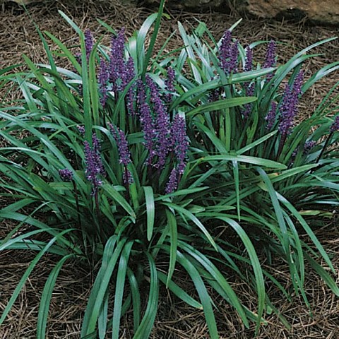 liriope-royal-purple.jpg