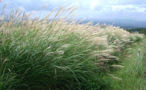 miscanthus-sinensis-grass.jpg
