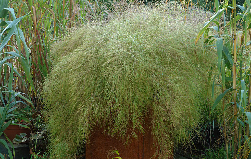 Muhlenbergia-dumosa4573.jpg