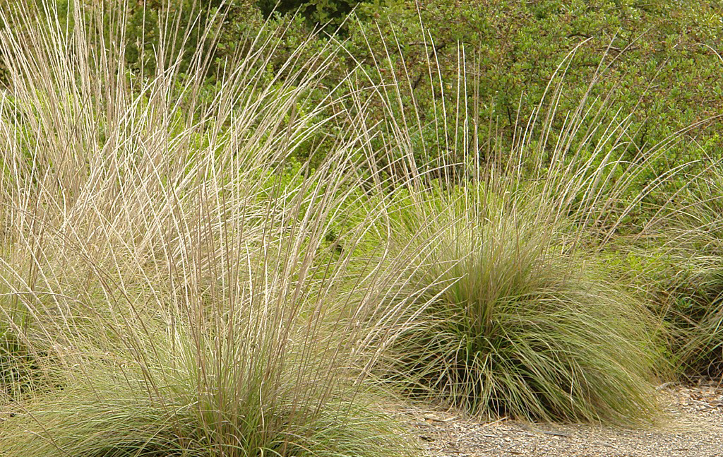 Muhlenbergia-rigens0499.jpg