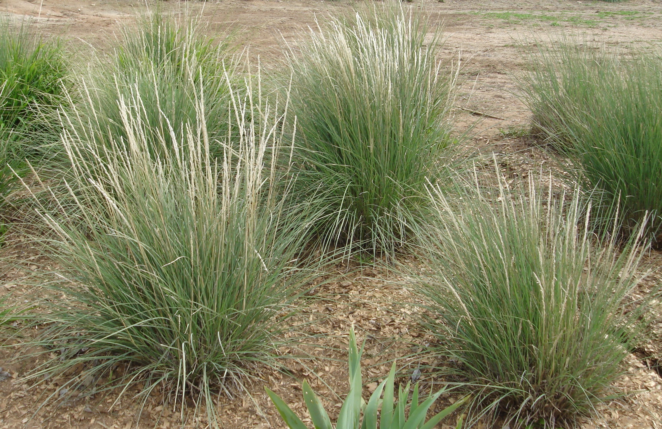 Muhlenbergia-rigens.jpg