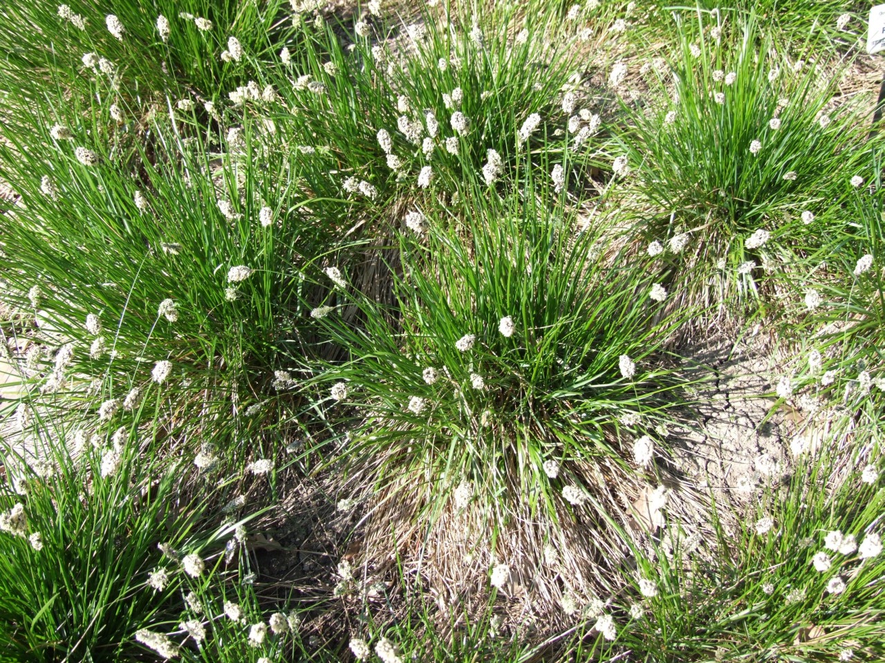 Sesleria_heufleriana_a1.jpg