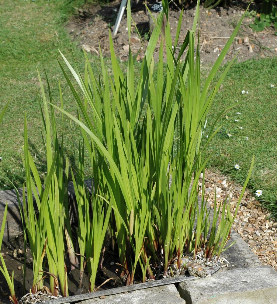 Acorus calamus1.JPG