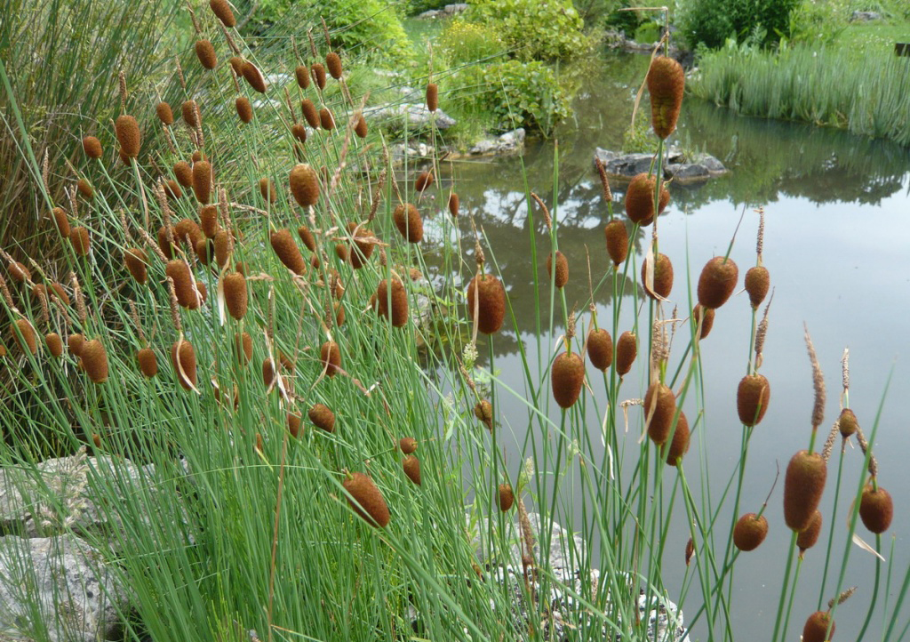 petite-massette-typha-minima-visoflora-31616.jpg