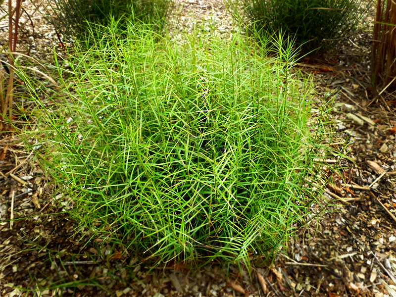 Carex-muskingumensis-Little-Midge.png