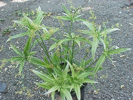 Cyperus_albostriatus_var2-max-500.jpg