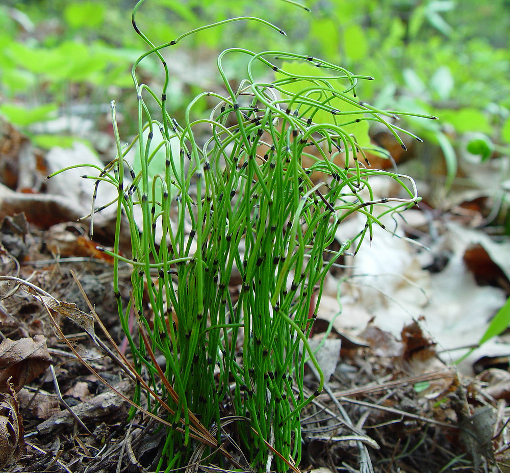 equisetum-scirpoides-ha-ahaines-a.jpg