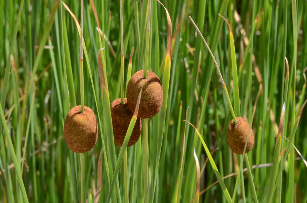 Typha_minima_(6982918754).jpg