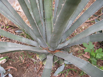 agave_albomarginata_comparaison_lechuguilla.jpg