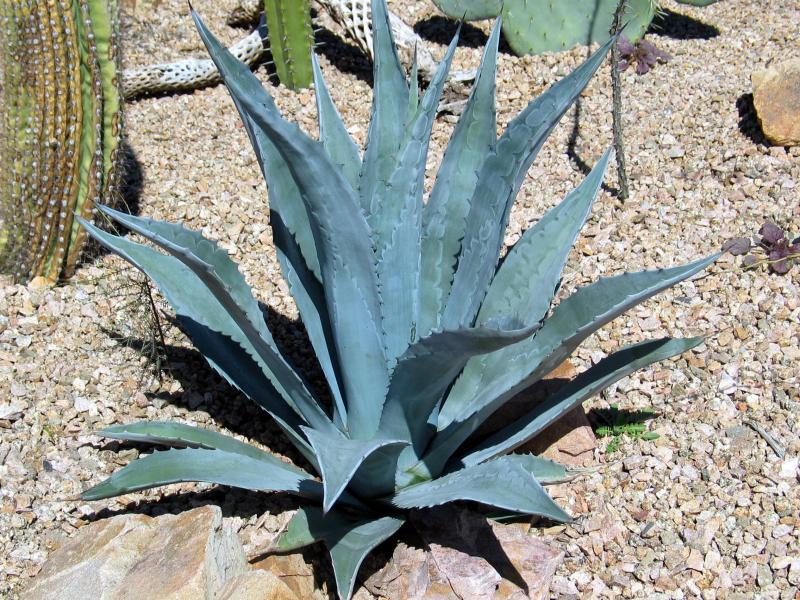 Agave-americana_century_plant_drought_tolerant_designer_austin_xeriscaping.jpg