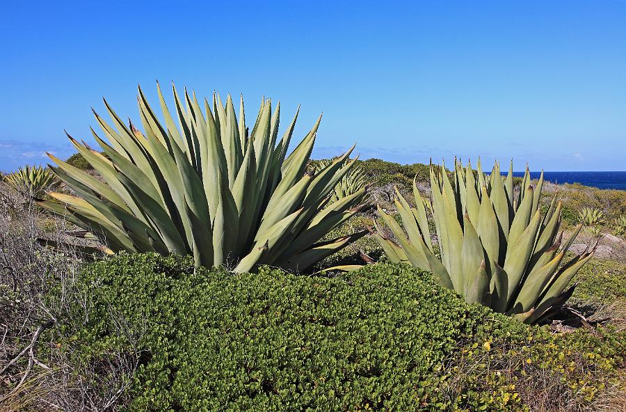 First Bay 2015-03 25 (Agave).JPG