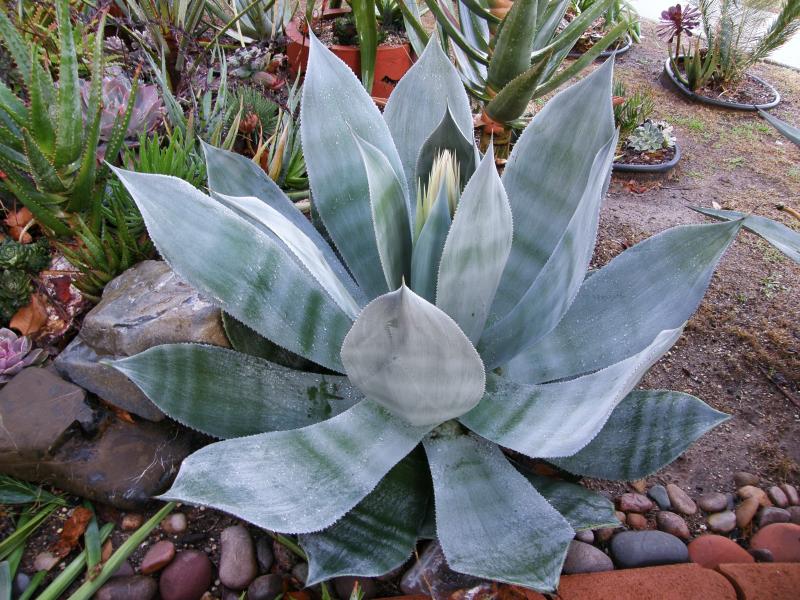 Agave celsii Nova flweoring 2-09.jpg