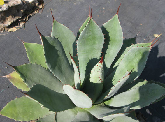 agave_congesta_piet.jpg