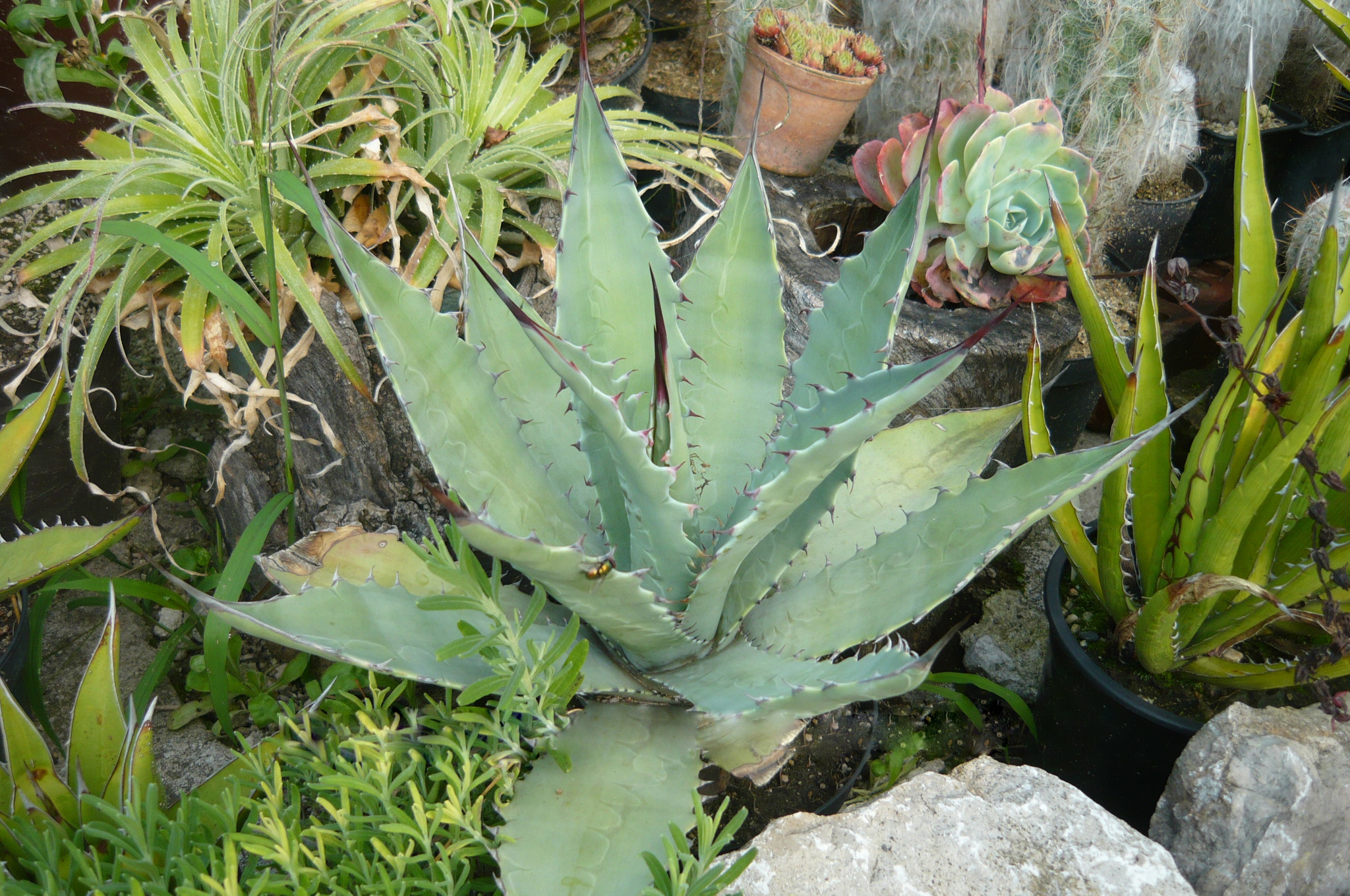 050 Agave congesta.JPG