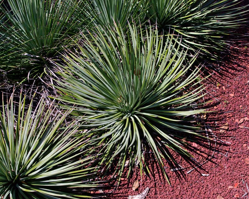 Agave-Striata-Falcata.jpg