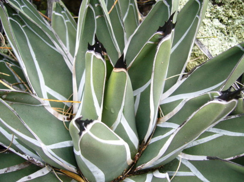 agave-ferdinandi-regis.jpg