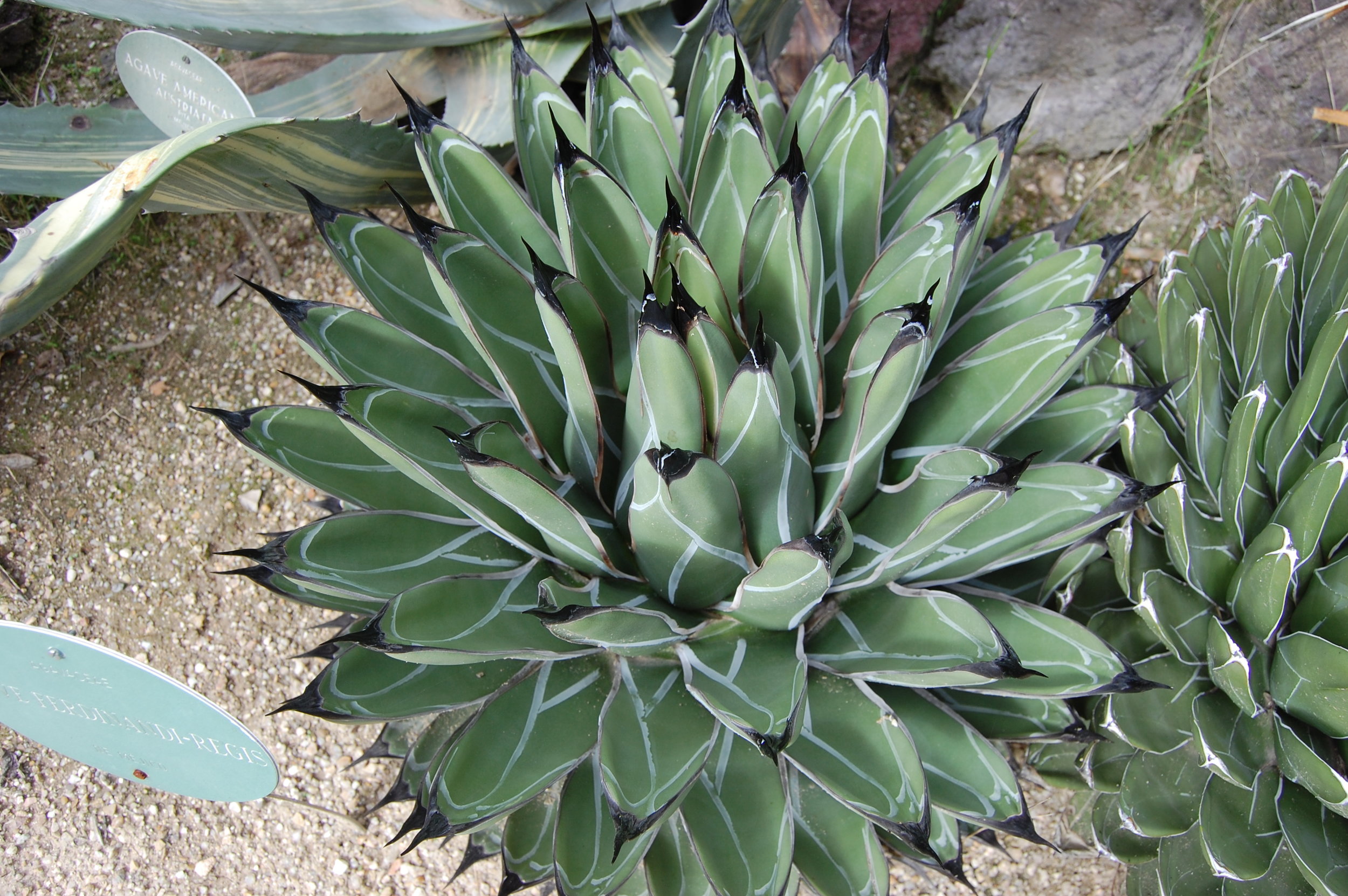 agave-ferdinandi-regis (1).jpg