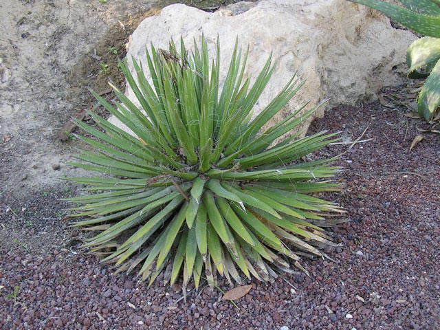 agave_filifera_02.jpg